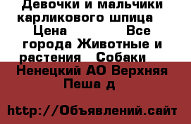Девочки и мальчики карликового шпица  › Цена ­ 20 000 - Все города Животные и растения » Собаки   . Ненецкий АО,Верхняя Пеша д.
